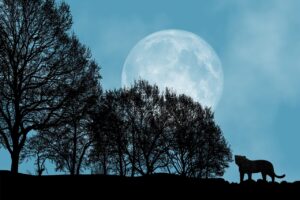 The Full moon rising
