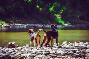 Alertness to the role of water in your emotional life - dogs by the river's edge