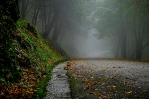 A path in nature shrouded in fog. Where can you go? Where will you go?