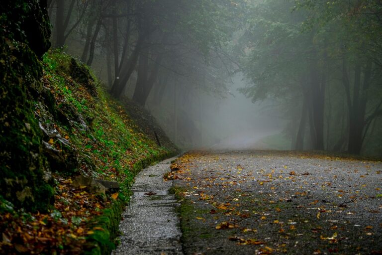 A path in nature shrouded in fog. Where can you go? Where will you go?