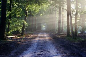 The path you are on